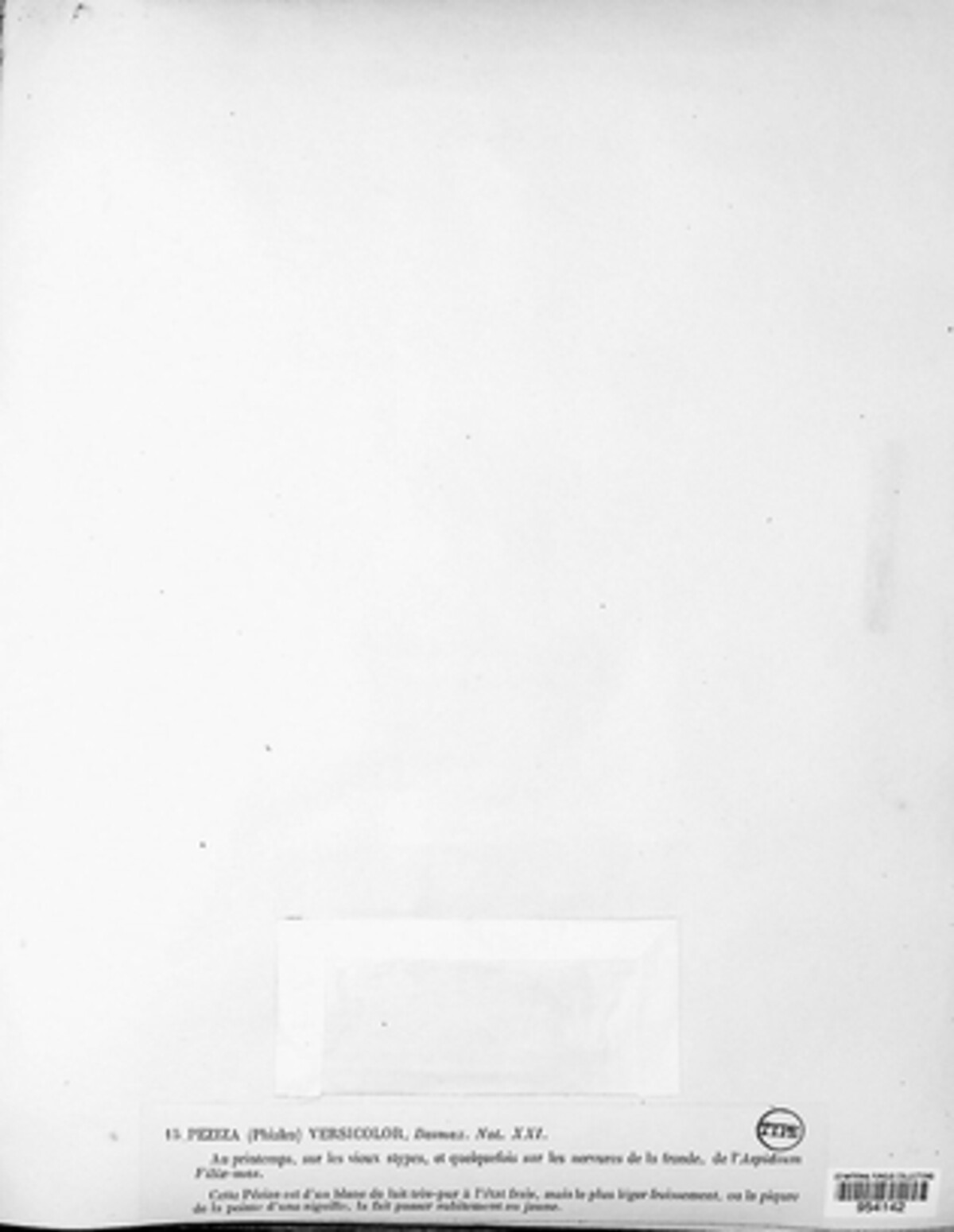 Psilachnum chrysostigma image